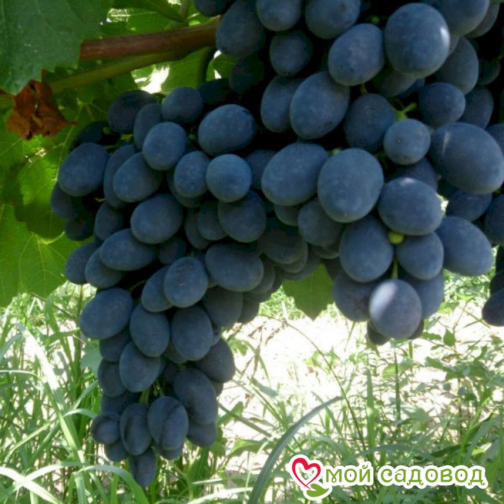 Виноград Магия