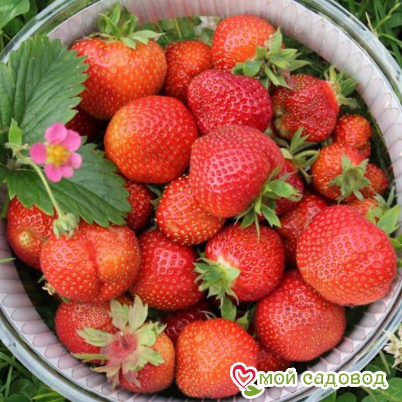 Клубника Зефир (ранний сорт) ЗКС 1С