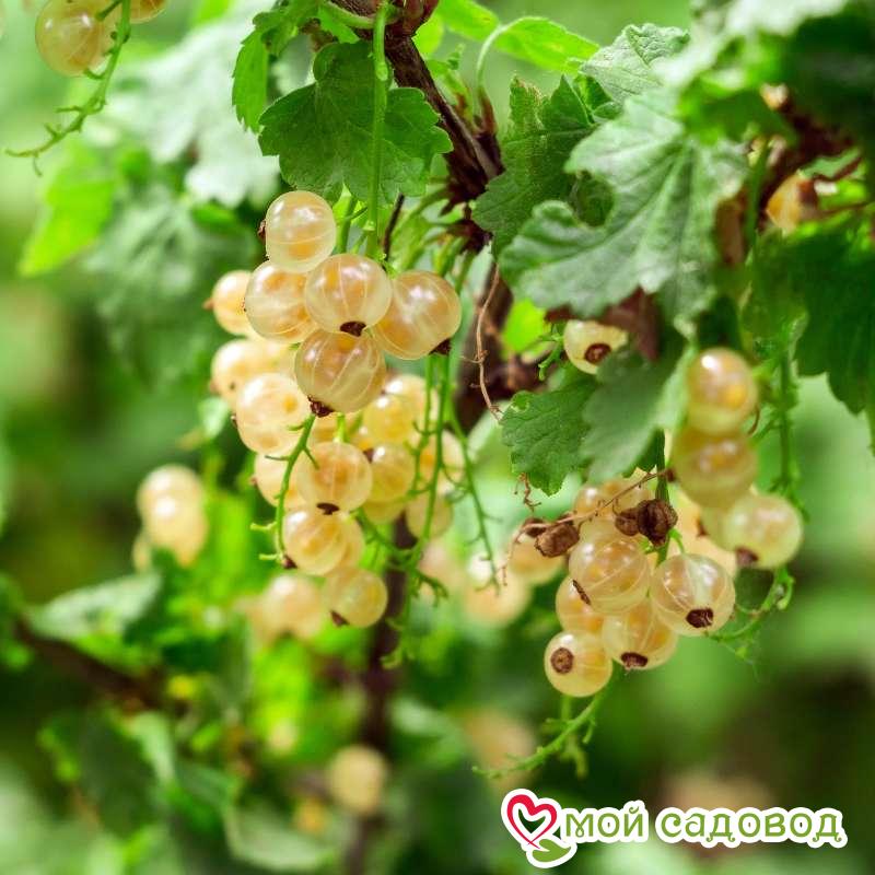 Белая смородина Белая Фея