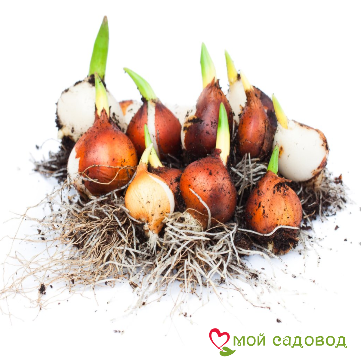 Тюльпан Ремс Сенсейшн